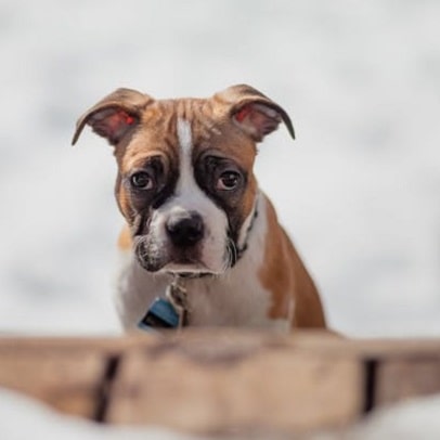 Boxer