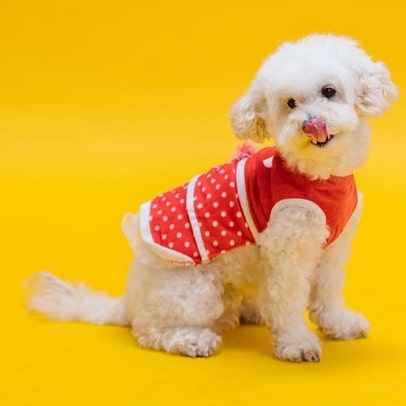 Caniche Toy