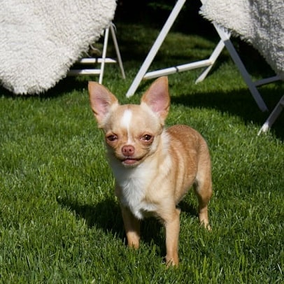 Chihuahua