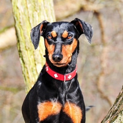 Pinscher