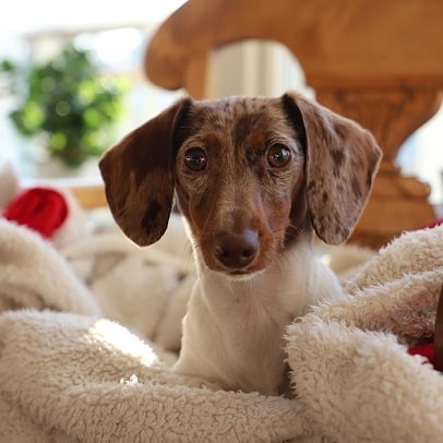 Dachshund