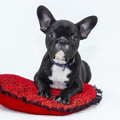 bulldog frances