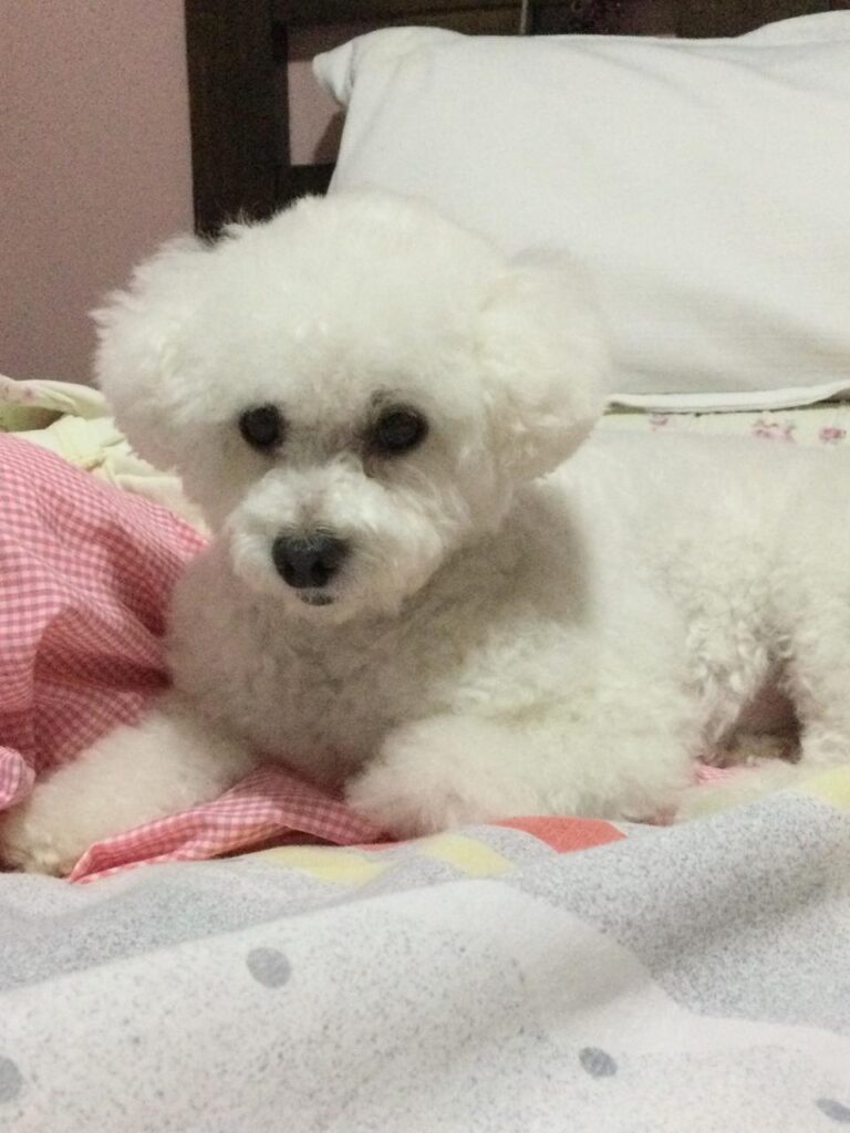 caniche toy (2)