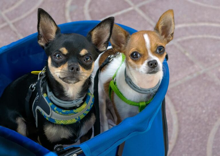 chihuaga (5)