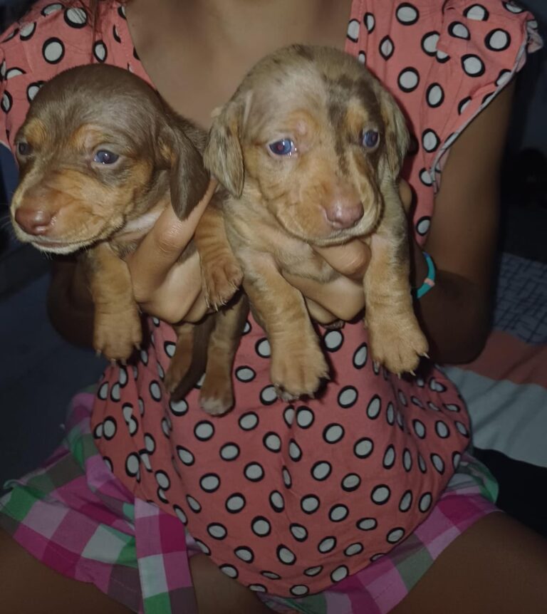 dachshund (1)