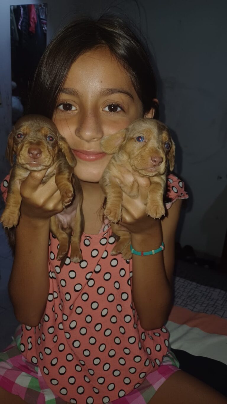 dachshund (3)