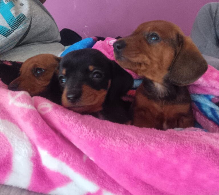dachshund (4)