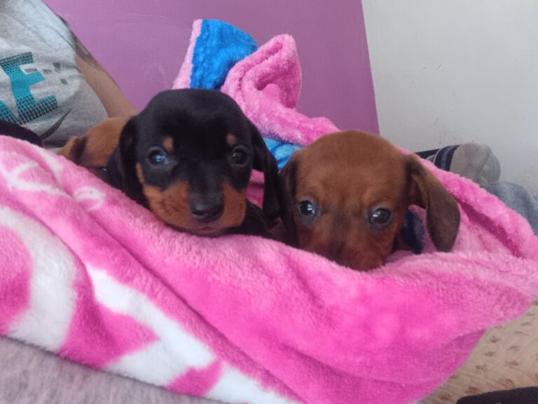 dachshund (5)