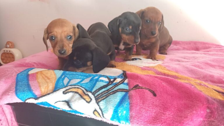 dachshund (6)