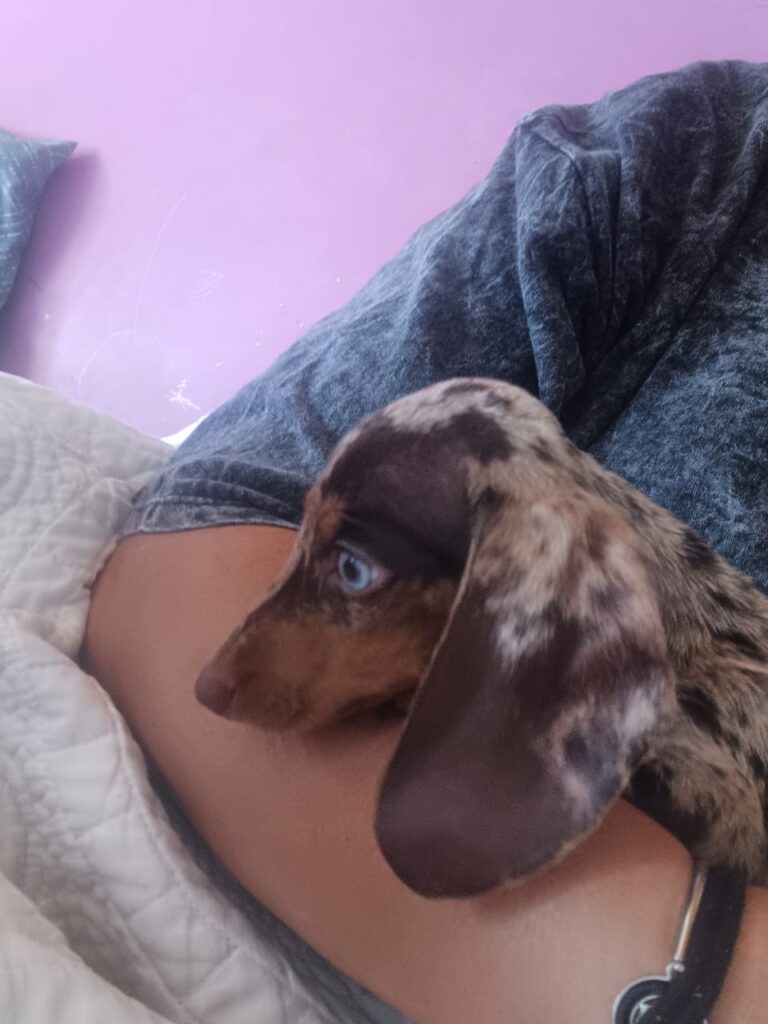 dachshund (8)