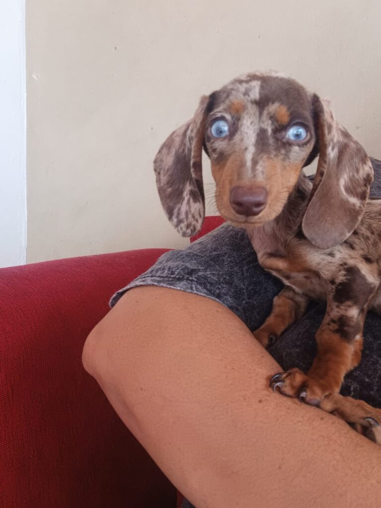 dachshund (9)