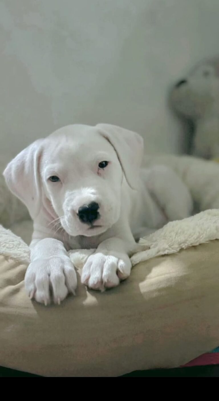 dogo (2)