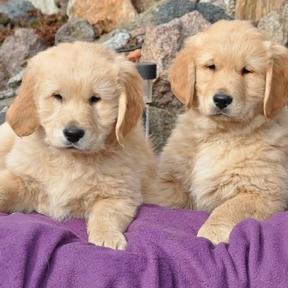 golden retriever