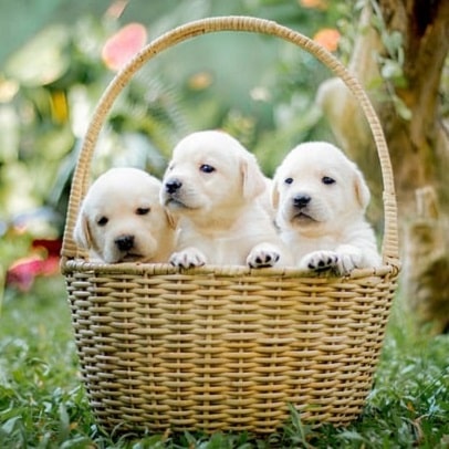 labrador retriever