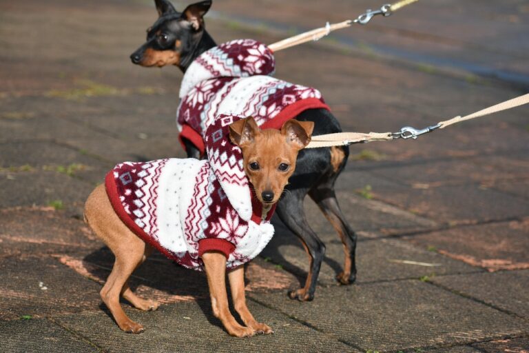 pinscher (4)