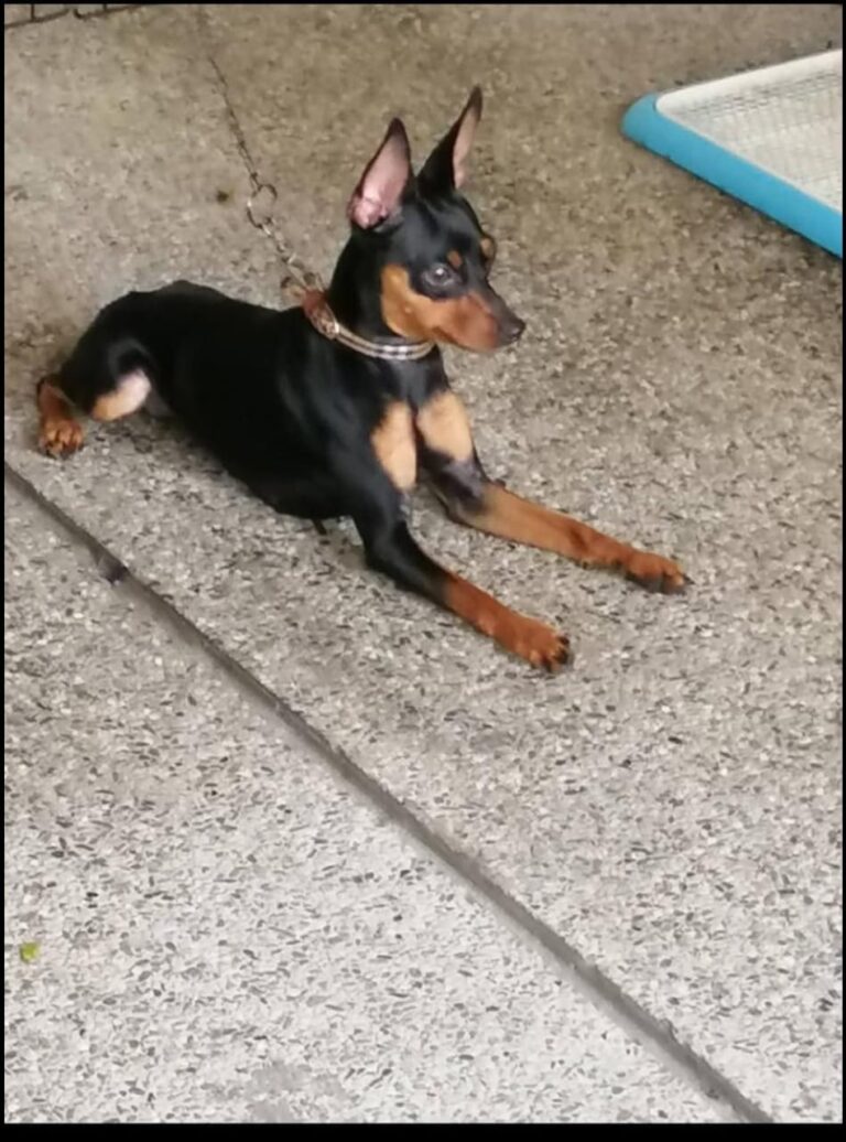 pinscher (6)