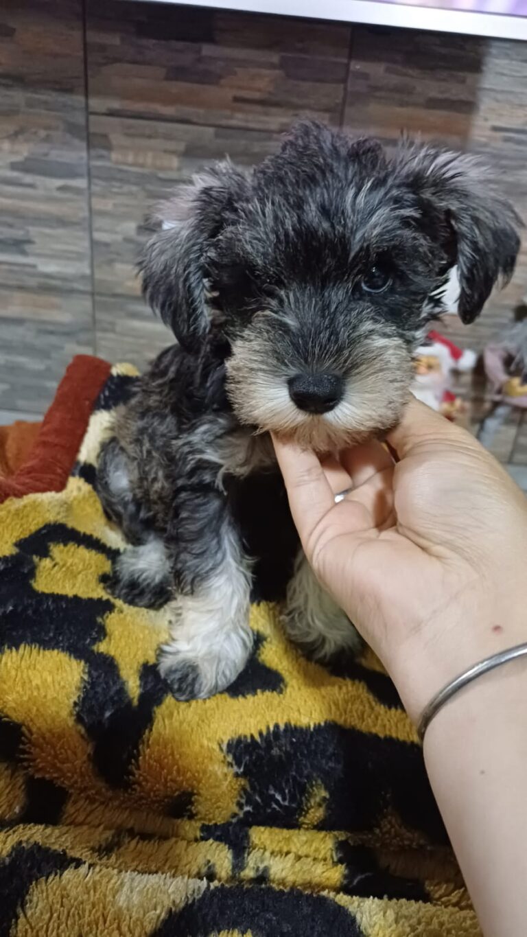 schnauzer (1)