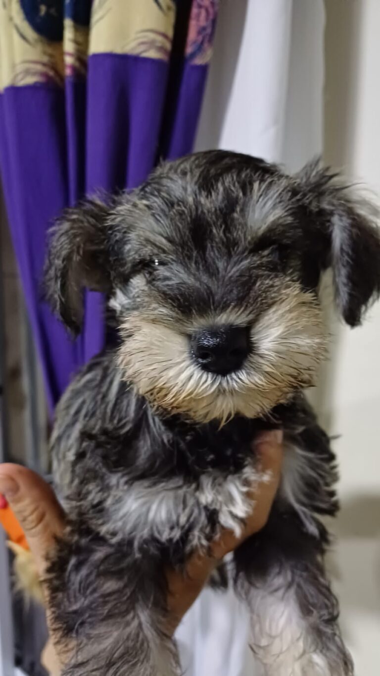 schnauzer (2)