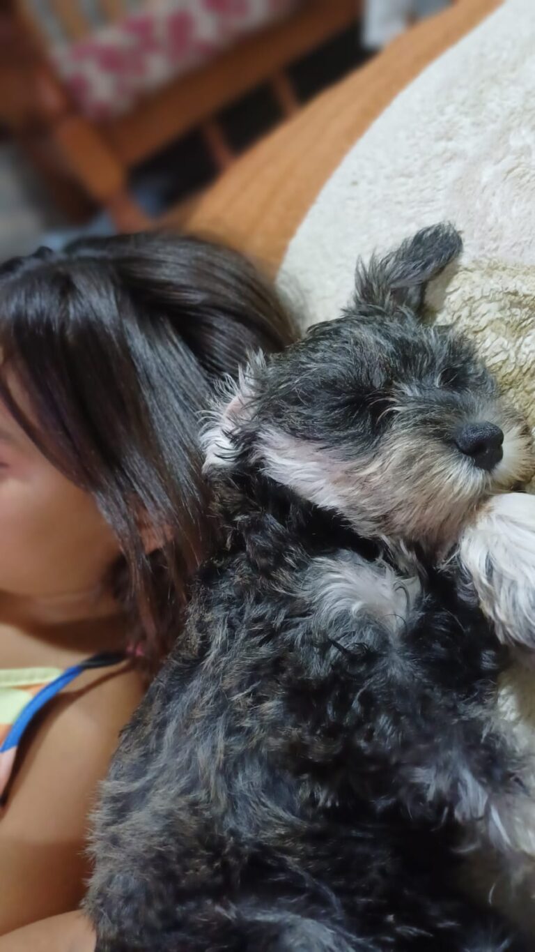 schnauzer (6)