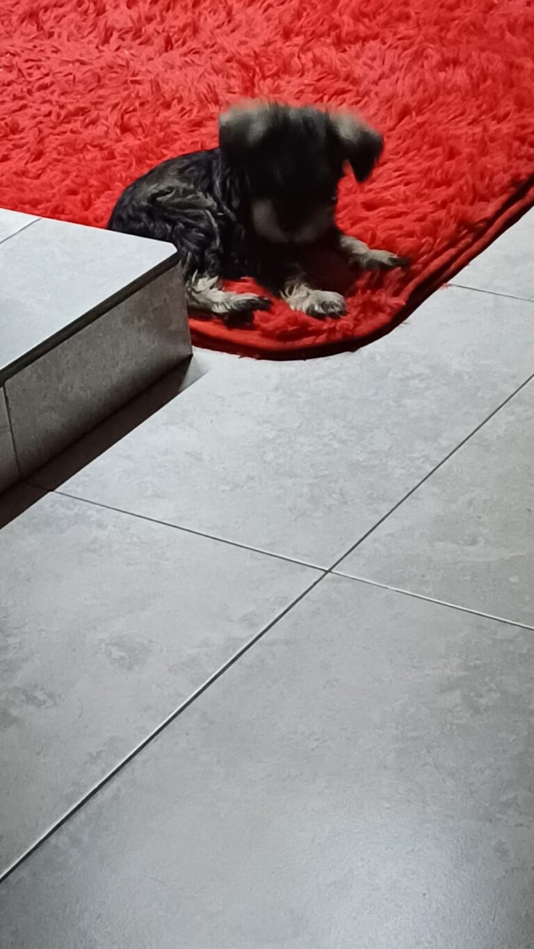 schnauzer (7)