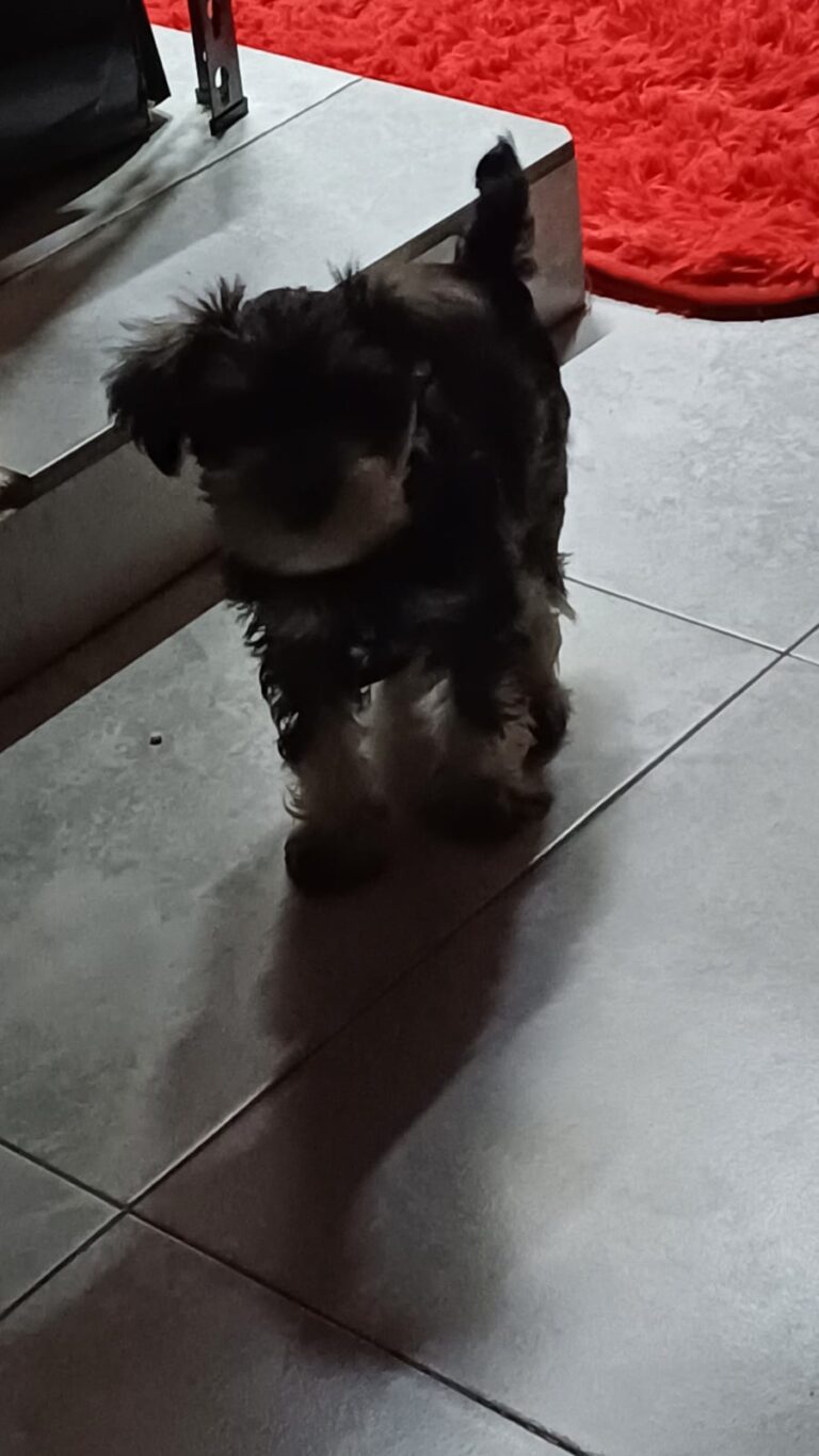 schnauzer (8)