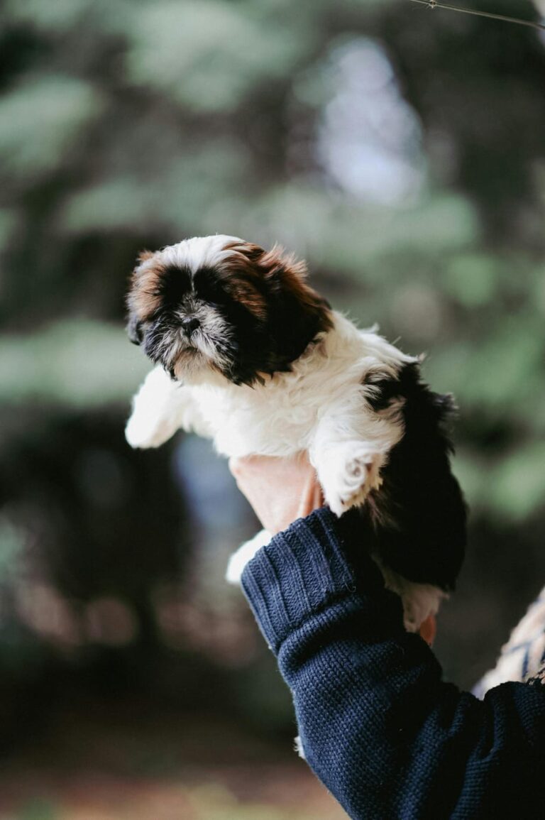 shih tzu (2)-min