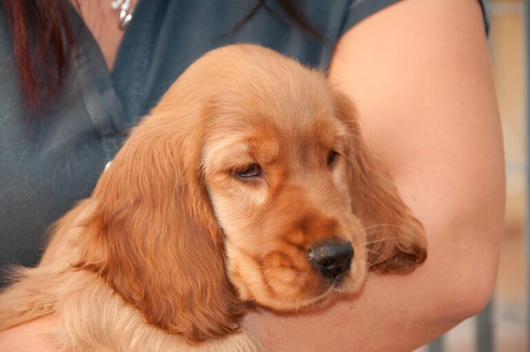 cachorro cocker spaniel