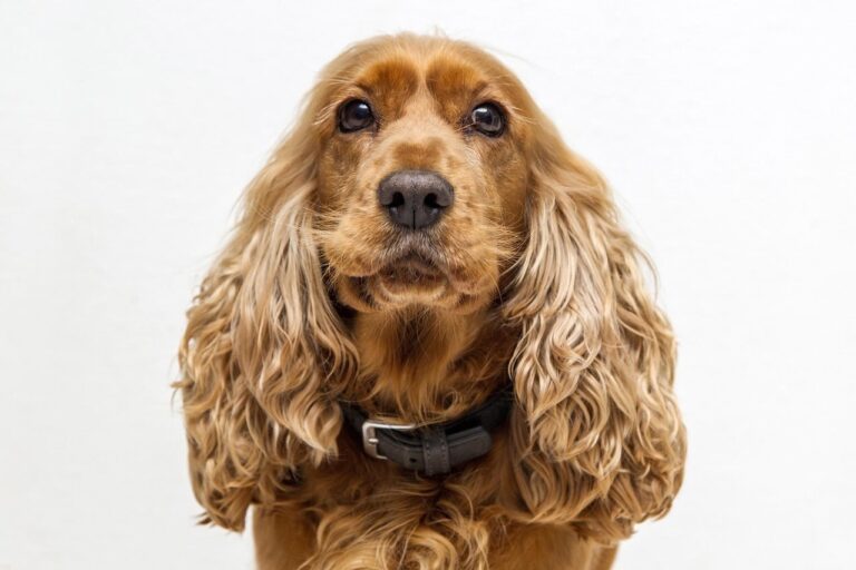 cachorro cocker spaniel