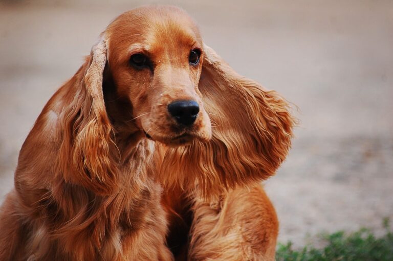 cachorro cocker spaniel