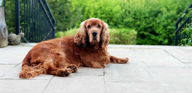cachorro cocker spaniel