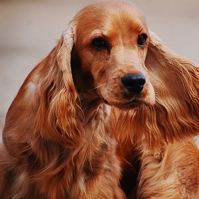 cachorro cocker spaniel