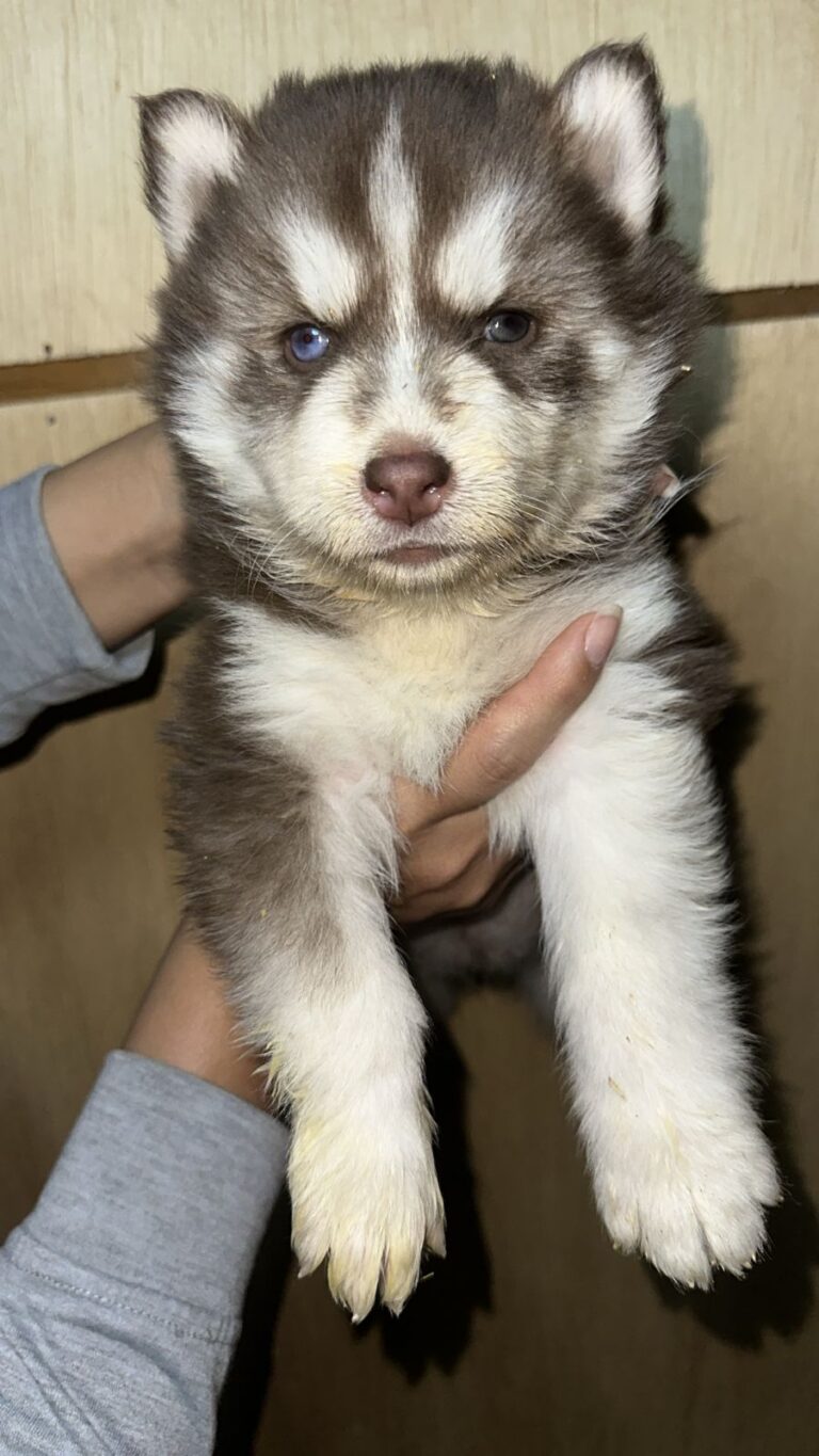 Husky Siberiano