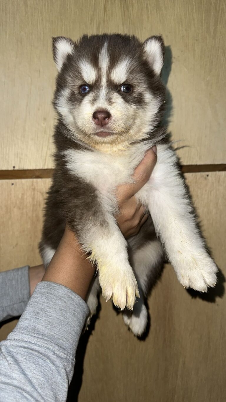 Husky Siberiano
