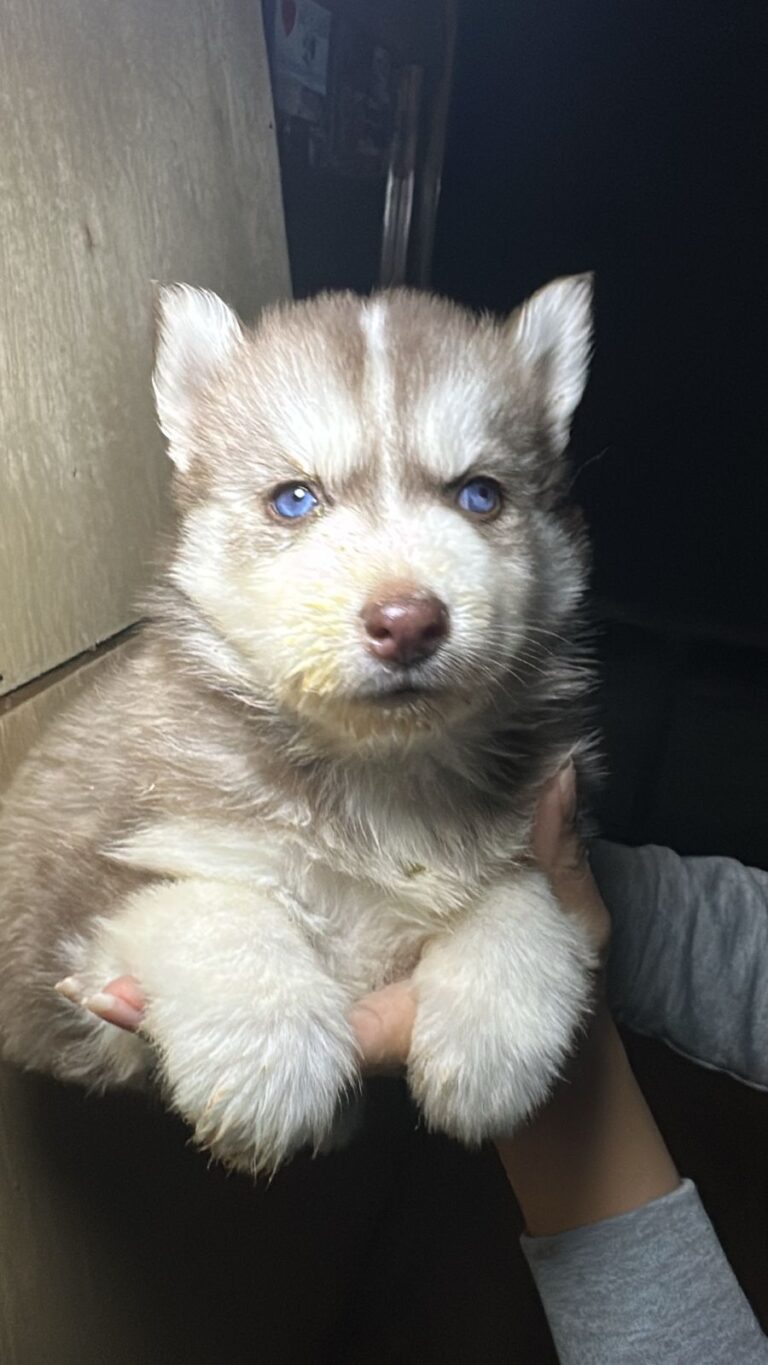 Husky Siberiano
