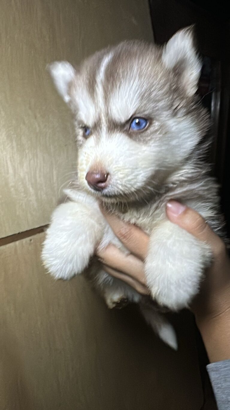 Husky Siberiano