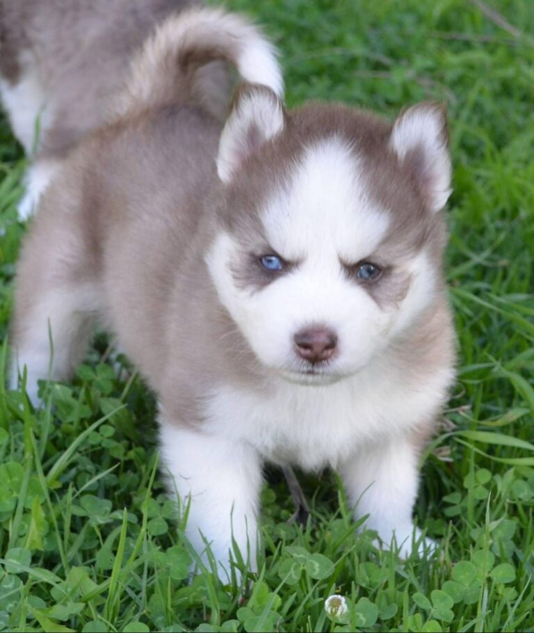 Husky Siberiano